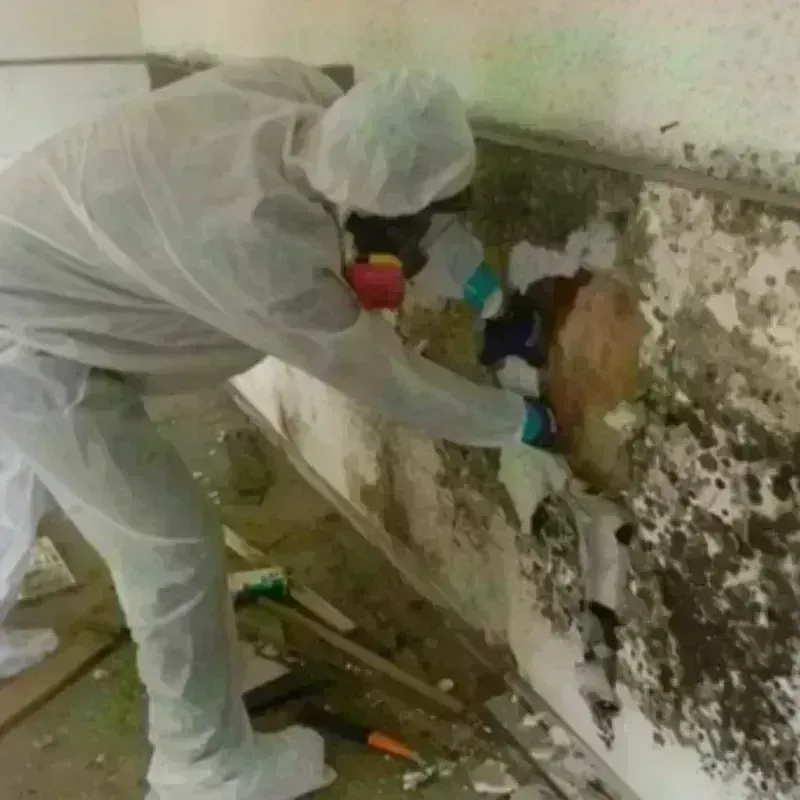 Mold Remediation and Removal in Pocomoke City, MD